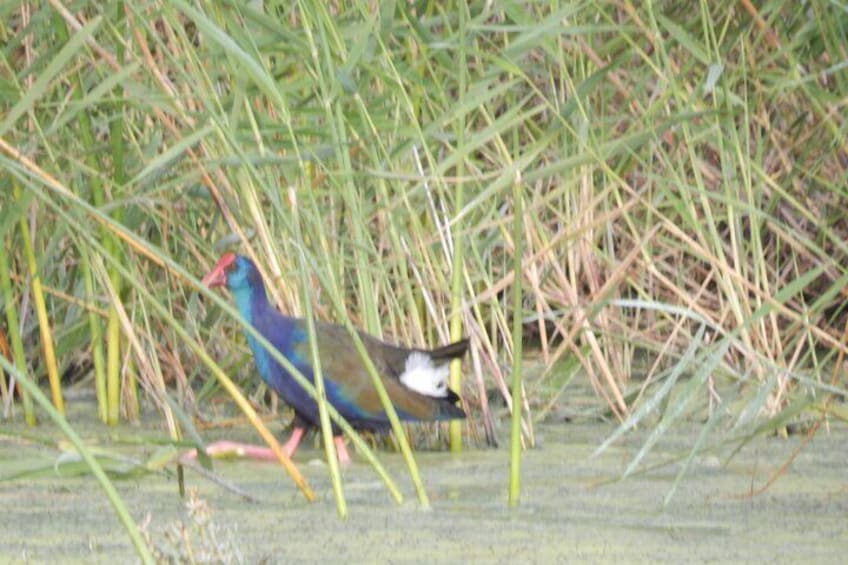 Purple Swamphen