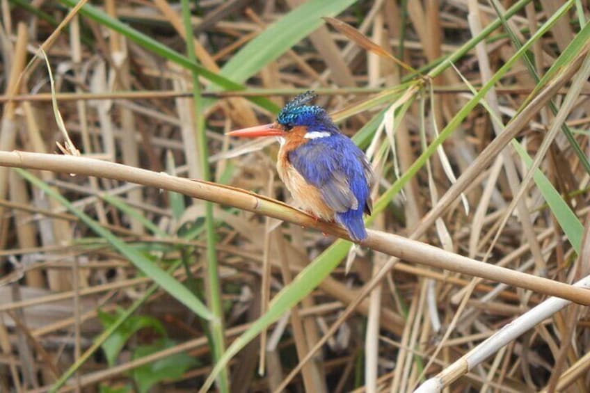 Malachite Kingfisher