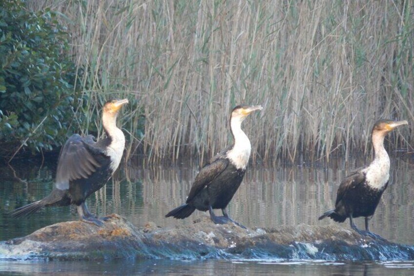 White-breasted Cormorants