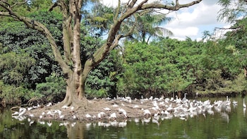 Flamingo Gardens Tour with Tram Tour & Wildlife Show