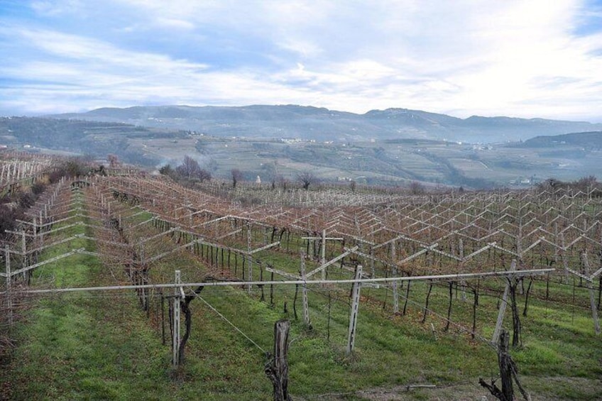 Full-Day Valpolicella Private Tour from Milan with Wine Taste