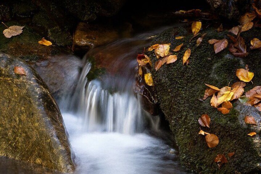 4-Hour Photography Class in the Pisgah National Forest