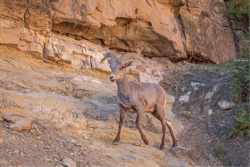 Grand Canyon South Rim Self-Guided Driving Tour