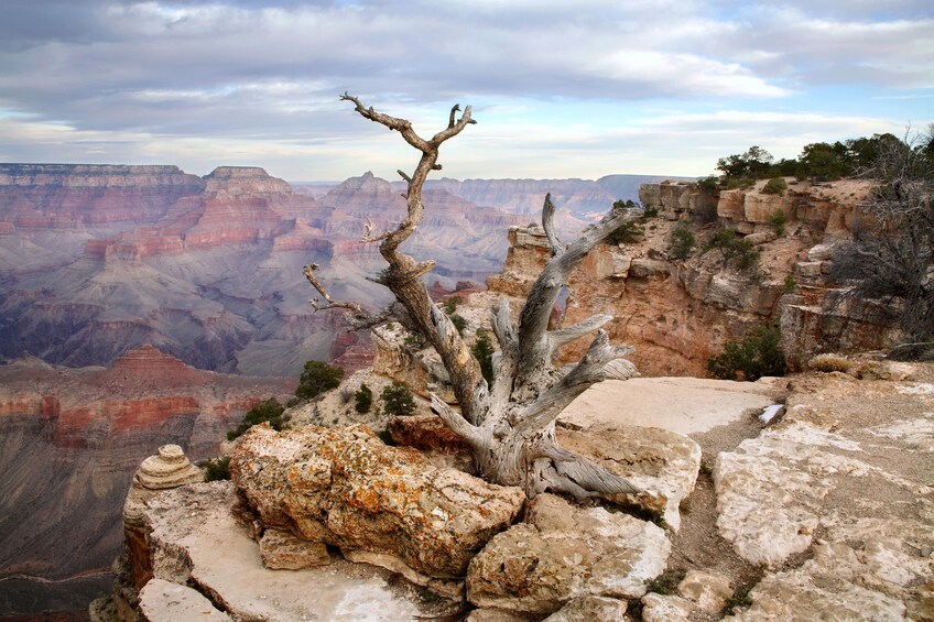 Grand Canyon South Rim Self-Driving, Walking & Shuttling Tour