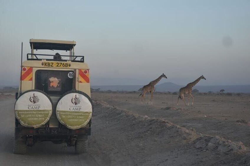 Game drives - an adventure that entails viewing wildlife in the comfort of safari vehicle, a sure way to give you that classical safari feeling. Safari game drives are one of the most popular ways to 