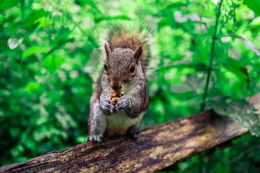 squirrel in the woods Forest Bathing Brighton