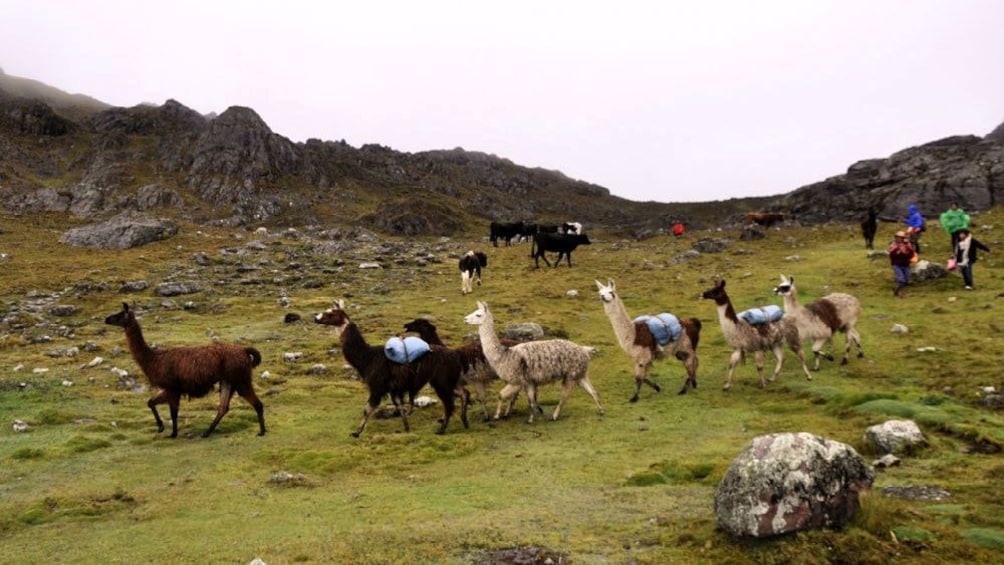 Herd of llamas on Rainbow Mountain in Lima