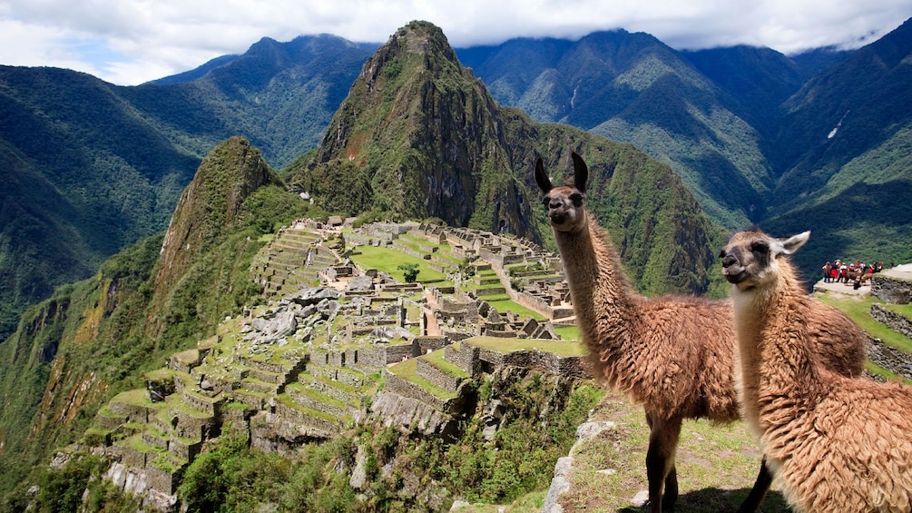 Pair of llamas on a cliff overlooking ruins in the mountains of Peru