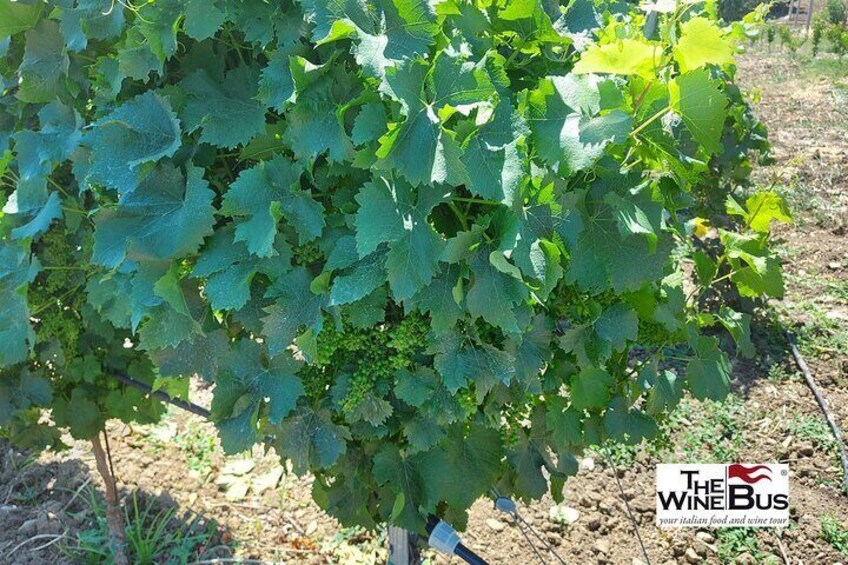 Cantine De Lisio vineyard