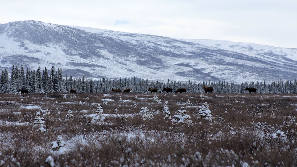 Herd of moose in the foothills of a mountain in Alaska