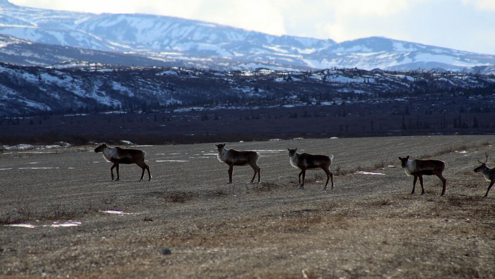 Wildlife in Fairbanks