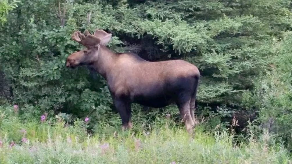 Moose in the forest in Alaska