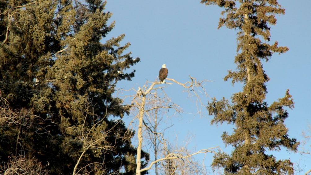 Bald eagle perched on a tree in Alaska