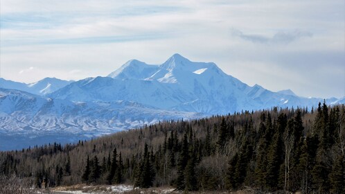 The Alaskan Sightseeing & Wildlife Tour