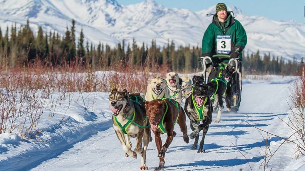 Man on a dog sled in Alaska