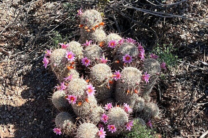 3 Cities & Nature Tour. Phoenix, Scottsdale and Tempe. Art, Food, History, Shop.