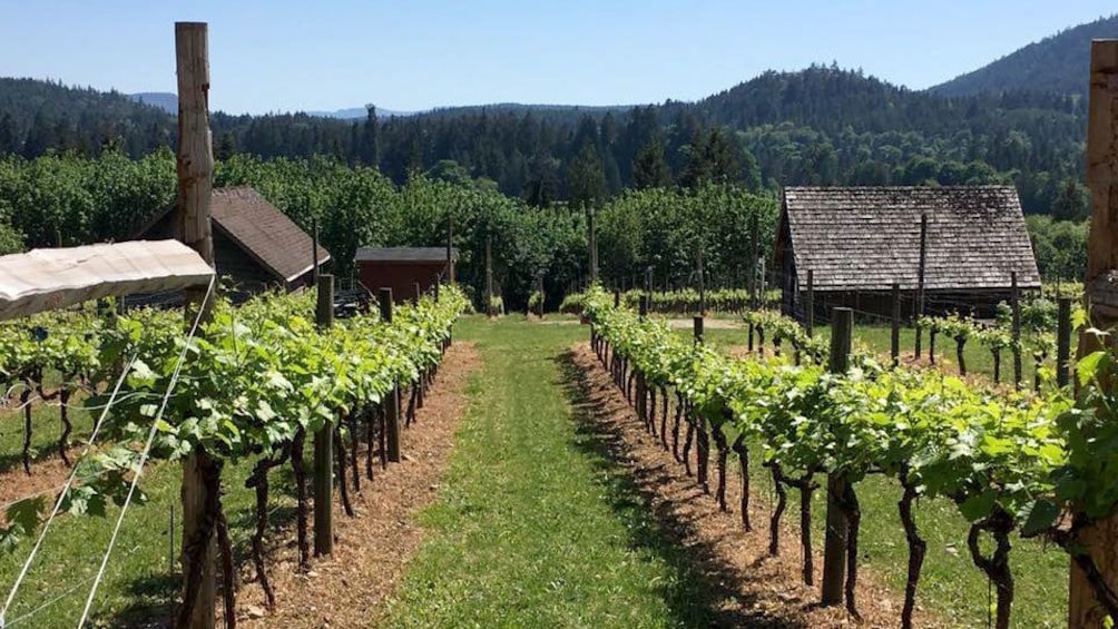 cowichan valley wine tour reviews