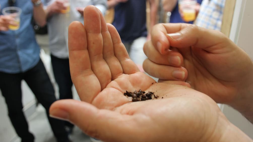 Woman with seeds in her hand at a brewery in Sydney