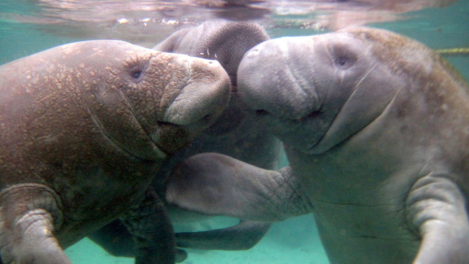 swim with manatees playa del carmen