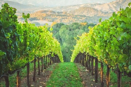 Santa Barbara Wine + Vineyard Tour - From Los Angeles Area Hotels & Residen...
