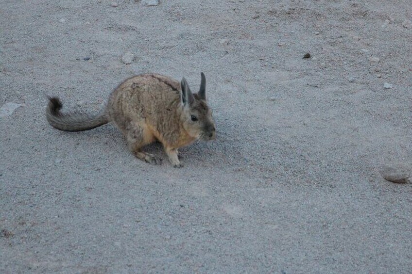 Viscacha in the lipez of Potosi