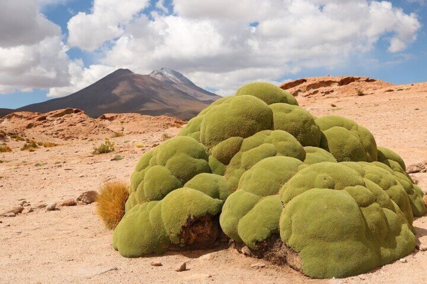 Yareta in the ollague volcano