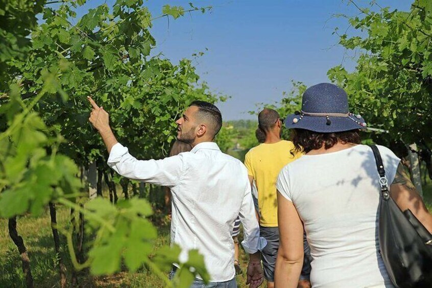 Biodynamic Farm and Natural Wines Tasting in Lazise