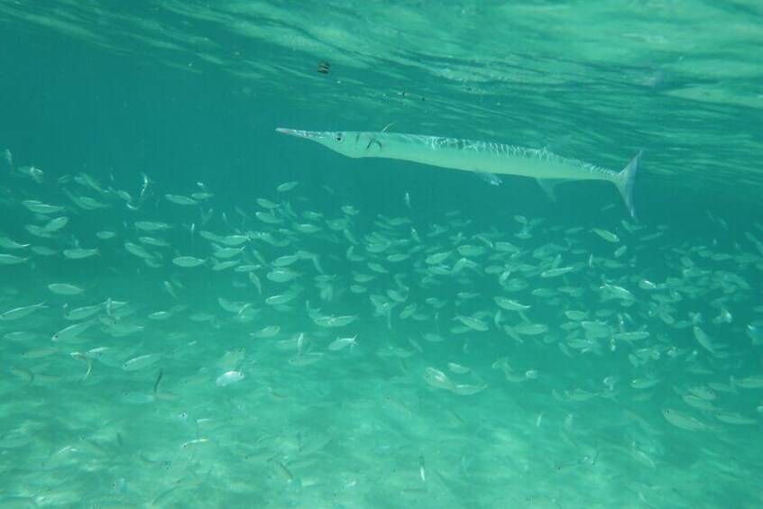 Snorkeling Lesson N Private Tour Expert Led Training First Timers