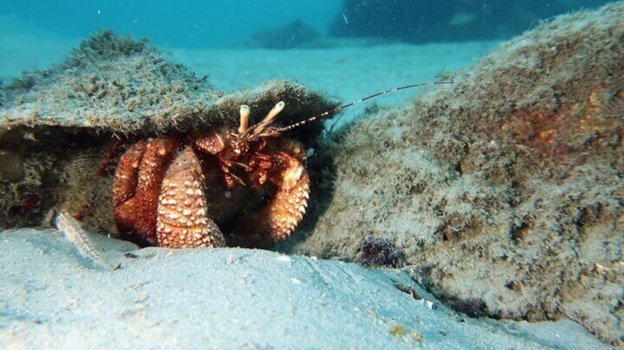Best Snorkeling in Palm Beach to Hollywood Private Guided Tour All Inclusive
