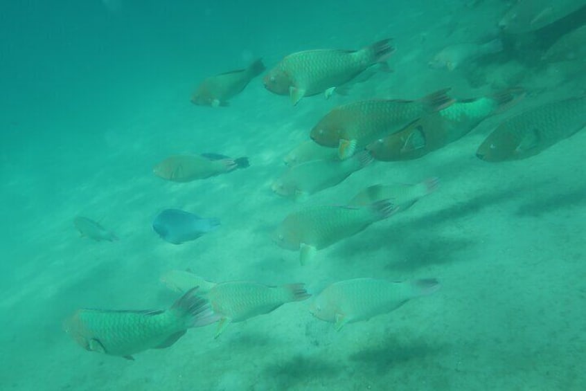 Snorkeling Lesson N Private Tour Expert Led Training First Timers