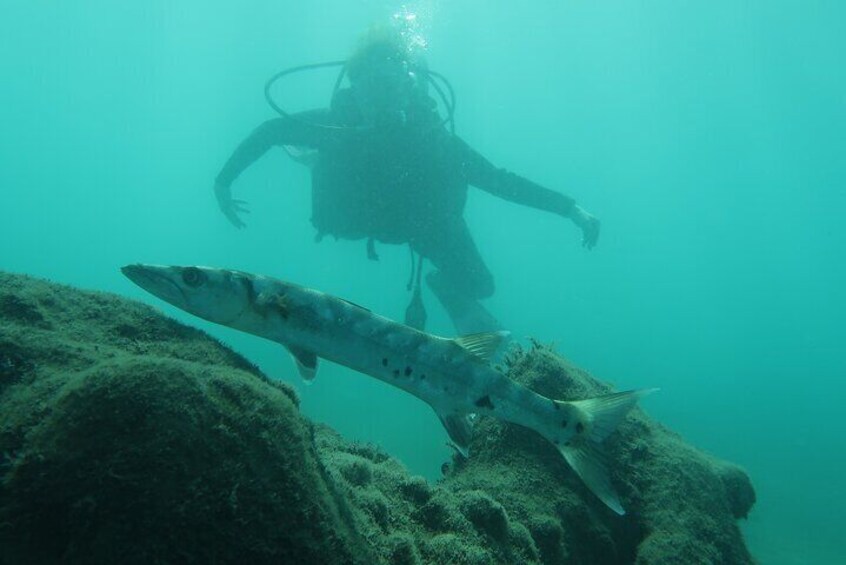 Scuba diver and barracuda picture taken Laura Parke scuba Palm Beach