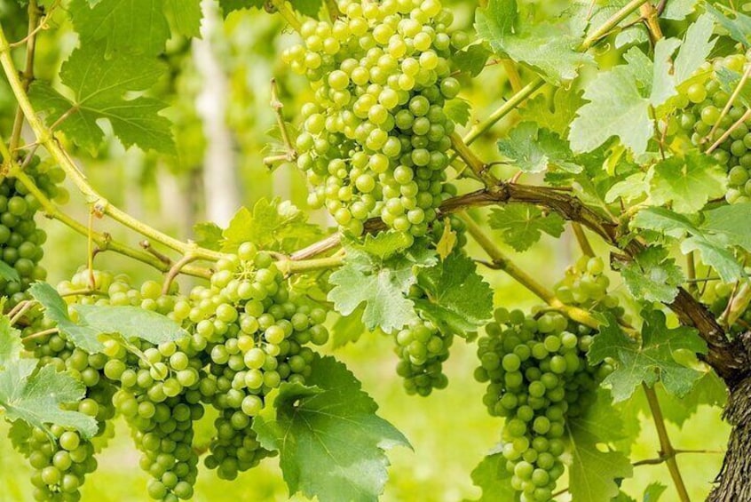 Wine Tasting on Mount Vesuvius