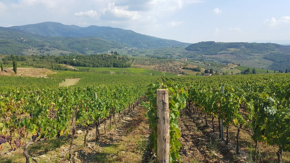 Chianti, Montalcino & Montepulciano Small Group Minivan Tour