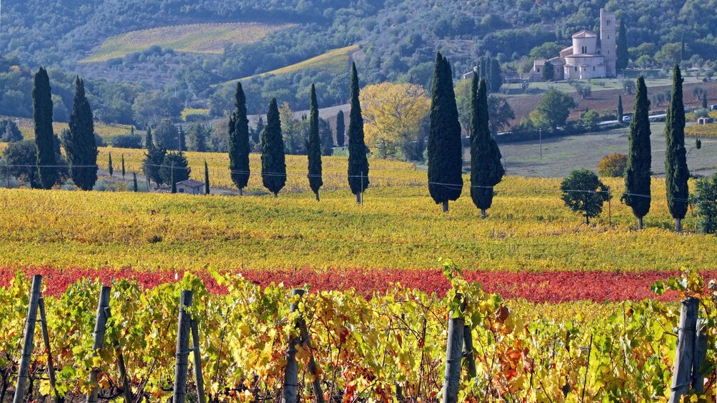 Vineyard in Tuscany