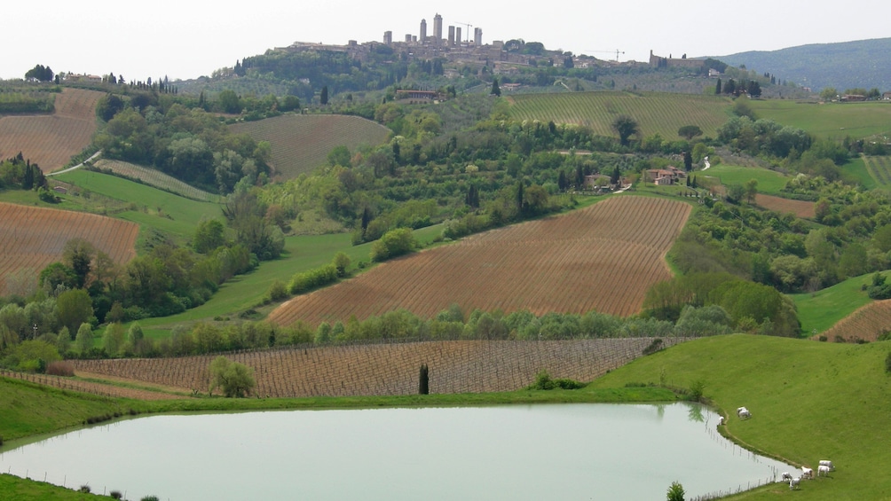 Rolling hills of vineyards in Tuscany