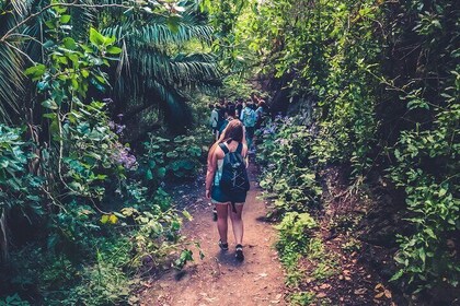 Visite d'une journée complète dans la forêt tropicale avec dégustation et b...