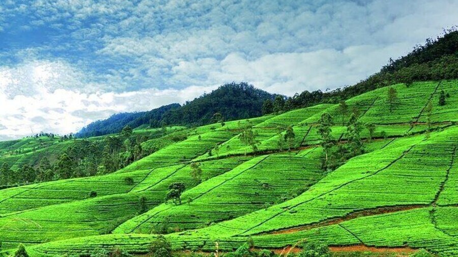 Nuwara Eliya Day Tours with Sri Lanka Friendly Driver
