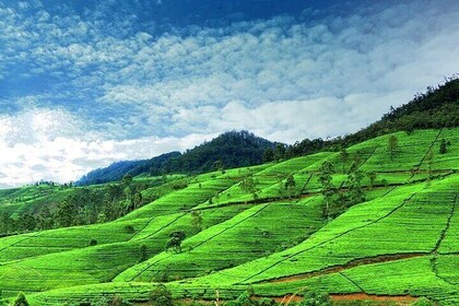 Nuwara Eliya Day Tours with Sri Lanka Friendly Driver