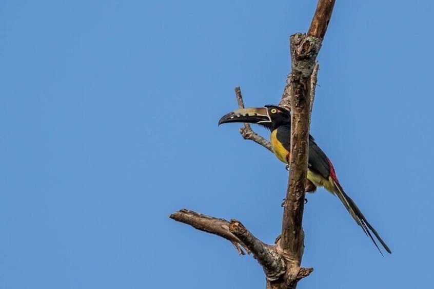 Birdwatching in Sian Ka´an and Muyil Archaeological Site from Tulum