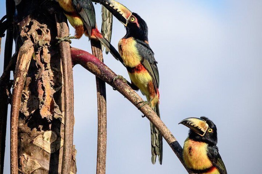 Birdwatching in Sian Ka´an and Muyil Archaeological Site from Tulum