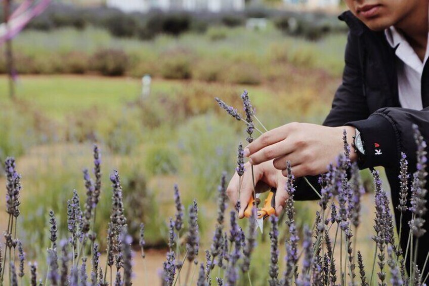 Lavender Field Guided Tour