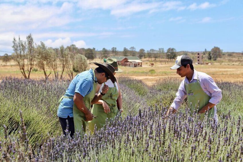 Lavender Field Guided Tour