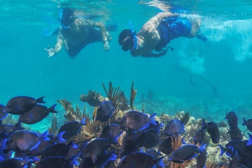 Great reef snorkel