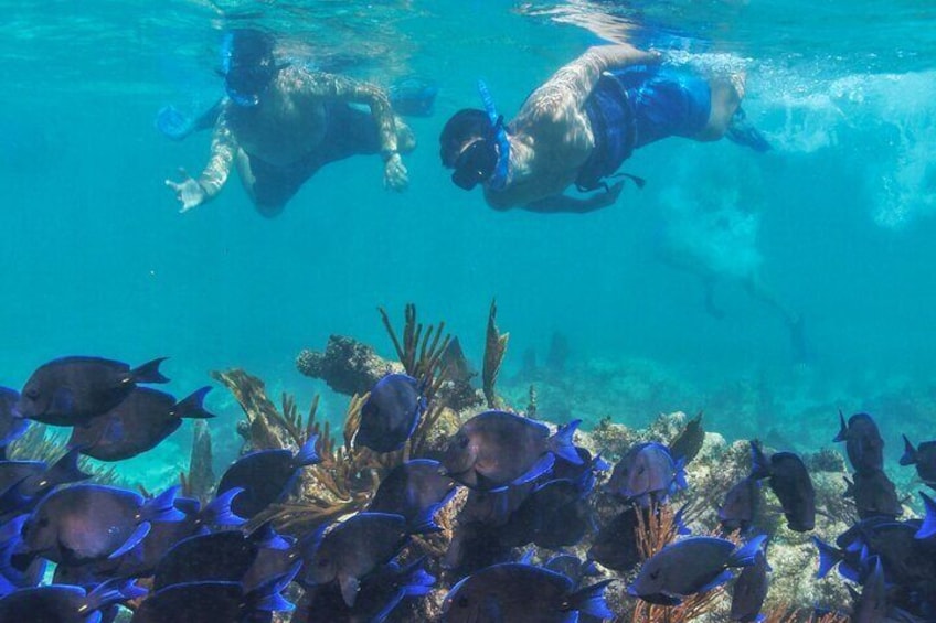 Great reef snorkel