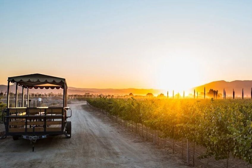 Wine Tasting and Carriage Tour at Premium Winery at Valle de Guadalupe