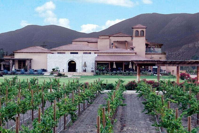 Wine Tasting and Carriage Tour at Premium Winery at Valle de Guadalupe