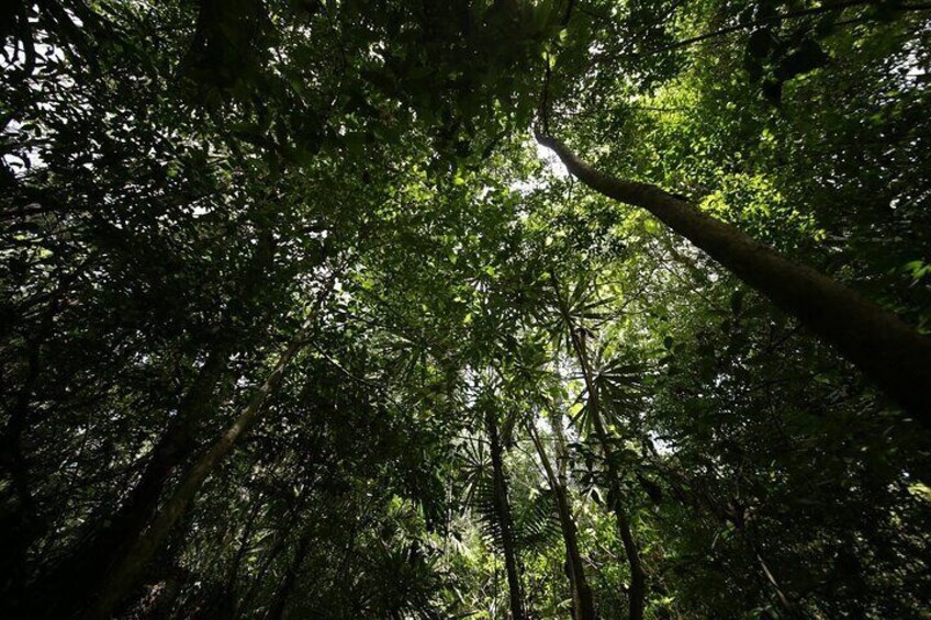 Excursion with Hike in the Lacandon Jungle from Palenque