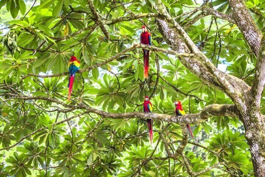 Excursion with Hike in the Lacandon Jungle from Palenque