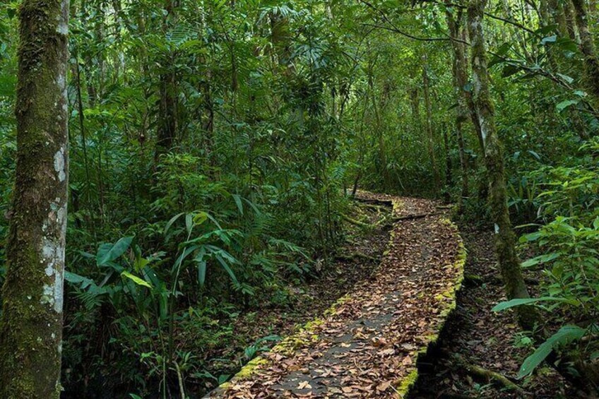 Excursion with Hike in the Lacandon Jungle from Palenque