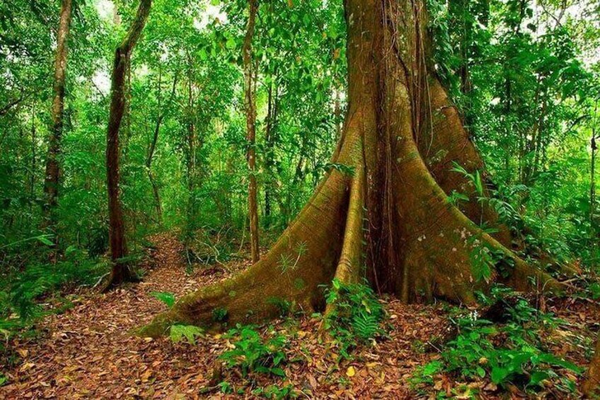 Selva Lacandona 2 días